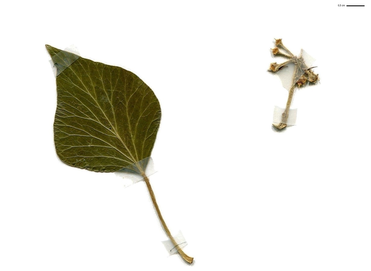 Hedera helix (Araliaceae)